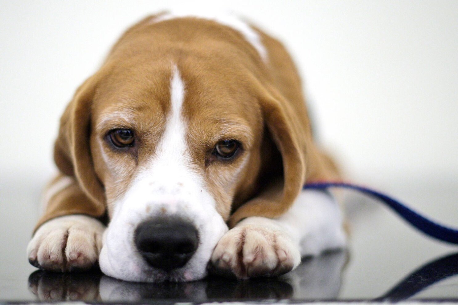 A dog s life Uno beagle who wowed Westminster dies at 13 AP News